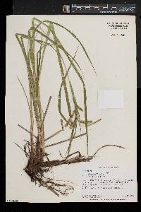 Carex crinita var. crinita image