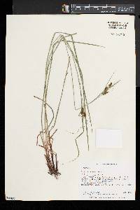 Carex caroliniana image