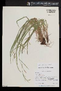 Carex gracilescens image