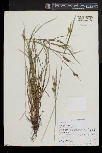 Carex pallescens image