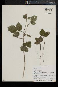 Rubus flagellaris image