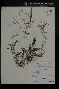 Potamogeton pusillus subsp. tenuissimus image