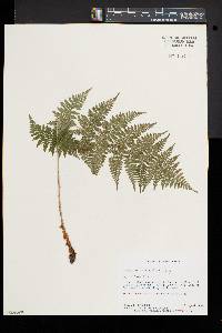 Dryopteris × triploidea image