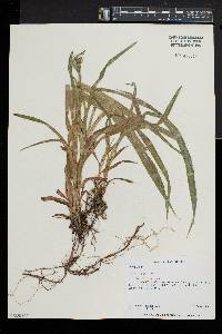 Carex scabrata image