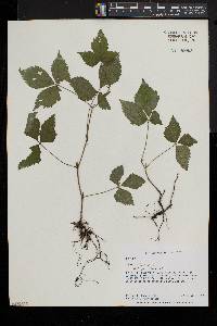 Rubus pubescens image