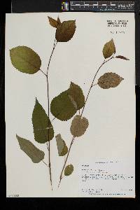 Amelanchier laevis image