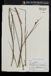 Juncus brevicaudatus image