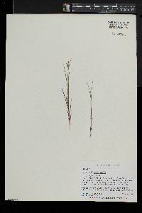 Juncus brevicaudatus image