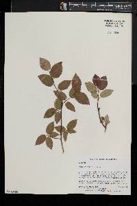 Amelanchier laevis image