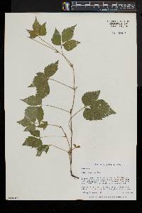 Rubus pubescens image