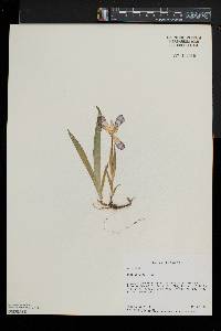 Iris cristata image