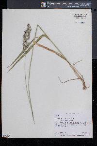 Calamagrostis cinnoides image