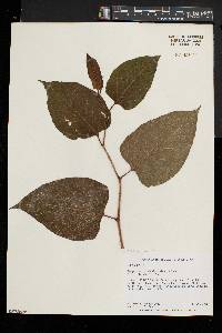 Reynoutria japonica image