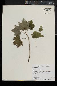 Ribes americanum image