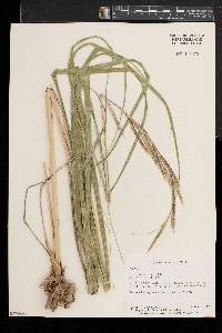 Spartina pectinata image