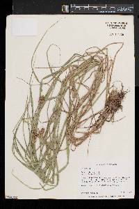 Carex cristatella image