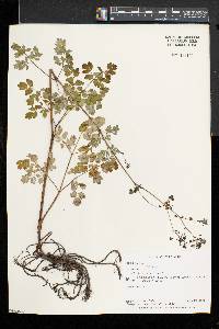 Thalictrum dioicum image