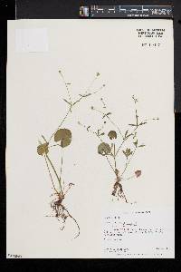 Ranunculus allegheniensis image