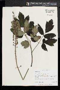 Actaea racemosa image