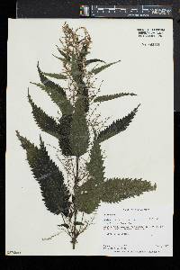 Urtica gracilis image