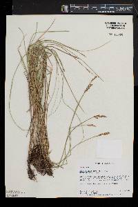 Carex prairea image