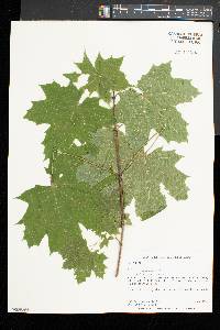 Acer platanoides image