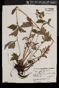 Geum laciniatum image