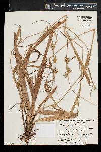 Carex folliculata image