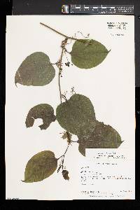 Smilax tamnoides image