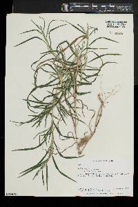 Muhlenbergia frondosa image