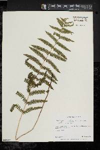 Thelypteris palustris var. pubescens image