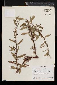 Ludwigia abyssinica image