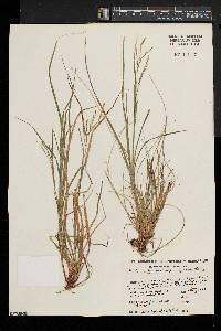 Carex debilis var. rudgei image