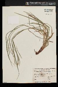 Carex debilis var. rudgei image