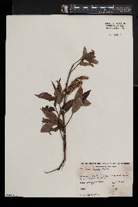 Salix lucida image