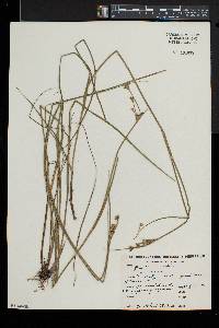 Juncus brevicaudatus image