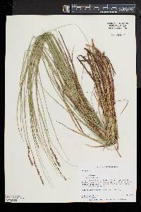 Carex prairea image