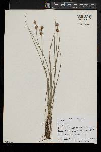 Juncus nodosus image