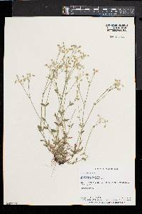 Cerastium fontanum subsp. vulgare image