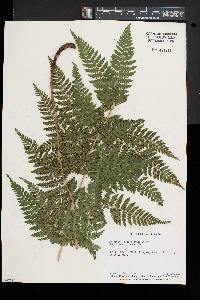 Dryopteris × triploidea image