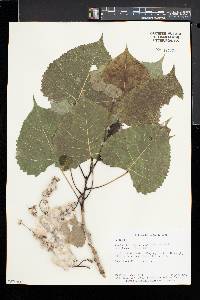 Populus deltoides subsp. deltoides image