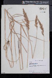 Calamagrostis cinnoides image