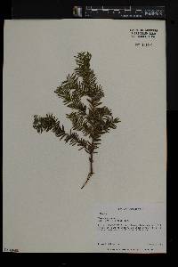 Taxus canadensis image