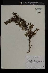 Taxus canadensis image