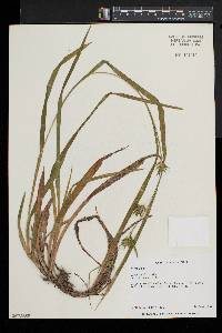 Carex folliculata image