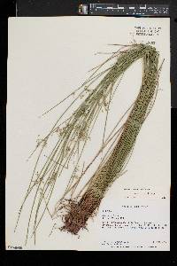 Juncus pylaei image