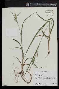 Carex scabrata image