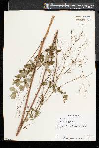 Thalictrum pubescens image