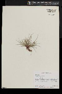 Cyperus squarrosus image