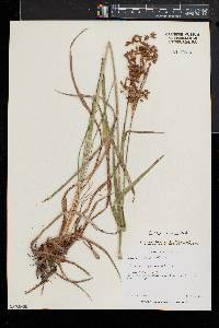 Scirpus pendulus image